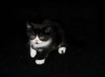 Spot Male Tuxedo Persian - Persian Cat For Sale - Las Vegas, NV, US