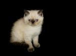 Blu Exotic Medium Haired Color Point Persian - Persian Cat For Sale - Las Vegas, NV, US