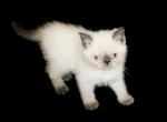 Teddy Exotic Medium Haired Color Point Persian - Persian Cat For Sale - Las Vegas, NV, US