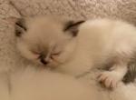 Dua Exotic Medium Haired Color Point Persian - Persian Cat For Sale - Las Vegas, NV, US