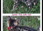 Bengal kittens - Bengal Cat For Sale - Mount Vernon, WA, US