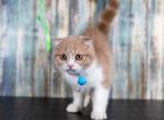 Foldex male kitten - Scottish Fold Cat For Sale - Omaha, NE, US
