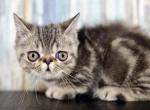 Standard Minuet litter - Minuet Cat For Sale - Omaha, NE, US
