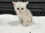 Scottish Kittens - Scottish Straight Cat For Sale - Vancouver, WA, US