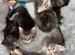 Sunny's & Midnight's Babies - Siberian Cat For Sale - Hopatcong, NJ, US