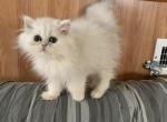 Silver chinchilla girl - Persian Cat For Sale - Williamsburg, VA, US