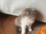 Minnie - Scottish Fold Cat For Sale - New York, NY, US