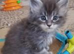 Dorthea blue silver tabby polydactal female - Maine Coon Cat For Sale - Crestview, FL, US