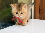 PE GUO - British Shorthair Cat For Adoption - Houston, TX, US