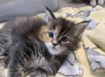 Seraphinas litter - Maine Coon Cat For Sale - Boerne, TX, US