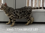 Tuxina and Bruce Lee - Bengal Cat For Sale - Bradner, OH, US