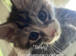 Purradise West Coast 4 - Maine Coon Cat For Sale - OH, US