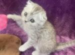 Narcissa - Scottish Fold Cat For Sale - Sunnyvale, CA, US