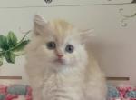 Ninja - Scottish Straight Cat For Sale - Sunnyvale, CA, US