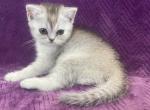 Novella female - British Shorthair Cat For Sale - Sunnyvale, CA, US