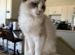Felix - Ragdoll Cat For Sale - Houston, TX, US