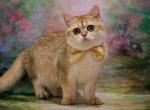 Praga BRI - British Shorthair Cat For Sale - Brooklyn, NY, US