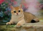 Quazar BRI - British Shorthair Cat For Sale - Brooklyn, NY, US