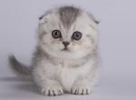 Zagornuk - Munchkin Cat For Sale - Hollywood, FL, US