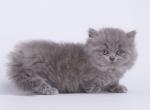 Yosie - Munchkin Cat For Sale - Hollywood, FL, US