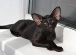 Bagheera - Oriental Cat For Sale - Norwalk, CT, US