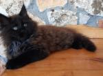 Osman - Maine Coon Cat For Sale - Miami, FL, US