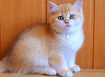 Stiven - British Shorthair Cat For Sale - Brooklyn, NY, US