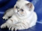 Lilu - Exotic Cat For Sale - Brooklyn, NY, US