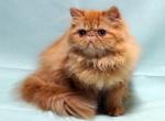 Ramona Slavutas - Persian Cat For Sale - Brooklyn, NY, US