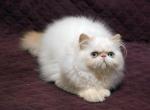 Tomas Slavutas - Persian Cat For Sale - Brooklyn, NY, US