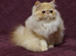 Ray Slavutas - Persian Cat For Sale - Brooklyn, NY, US