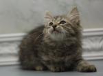 Europa of Romanov Dynasty - Siberian Cat For Sale - Ashburn, VA, US