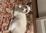 Snow shoe female Siamese - Siamese Cat For Sale - Attleboro, MA, US