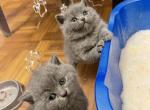 Plushy blues - British Shorthair Cat For Sale - Fort Wayne, IN, US