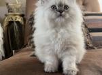 Hazels Litter Aug - Himalayan Cat For Sale - Tampa, FL, US