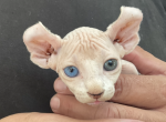 Elf odd eye blue & green - Sphynx Cat For Sale - Massapequa, NY, US