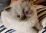 Sweet Seal Point Himalayan Female - Himalayan Cat For Sale - Perry, FL, US