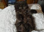 Cute Playful CFA Registered Persian Kitten - Persian Cat For Sale - Perry, FL, US