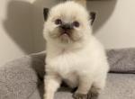 Sasha - Ragdoll Cat For Sale - Elizabeth, NJ, US