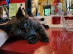 Indiga's black girl - Maine Coon Cat For Sale - Jordanville, NY, US