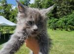 Indiga's blue boy - Maine Coon Cat For Sale - Jordanville, NY, US