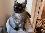 Black smoke - Maine Coon Cat For Sale - Acworth, GA, US