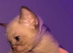 Litter D - Burmese Cat For Sale - Auburn, WA, US