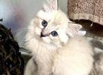 Lynx Colorpoint Ragdoll Female - Ragdoll Cat For Sale - Beach Park, IL, US