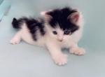 Princess - Polydactyl Cat For Sale - Vancouver, WA, US