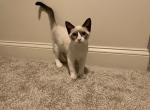 Snow shoe female Siamese kitten - Siamese Cat For Sale - Attleboro, MA, US