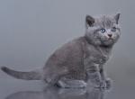 Baks - British Shorthair Cat For Sale - Norwalk, CT, US