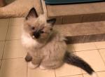 Ragdoll - Ragdoll Cat For Sale - Burlington, WI, US