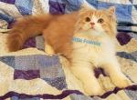 Charlie - Minuet Cat For Sale - Columbia, MO, US