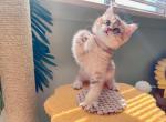 melody - British Shorthair Cat For Sale - Staten Island, NY, US